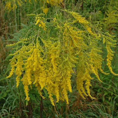 Daire Strumpfeck Traben-Trarbach