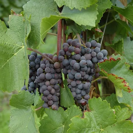 Strumpfeck Daire Traben-Trarbach