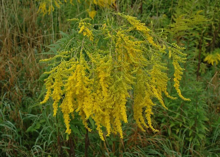 Apartamento Strumpfeck Traben-Trarbach