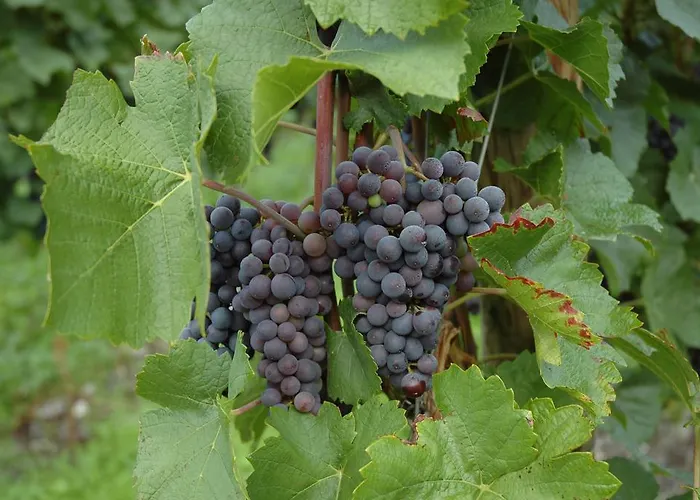 Strumpfeck Apartamento Traben-Trarbach